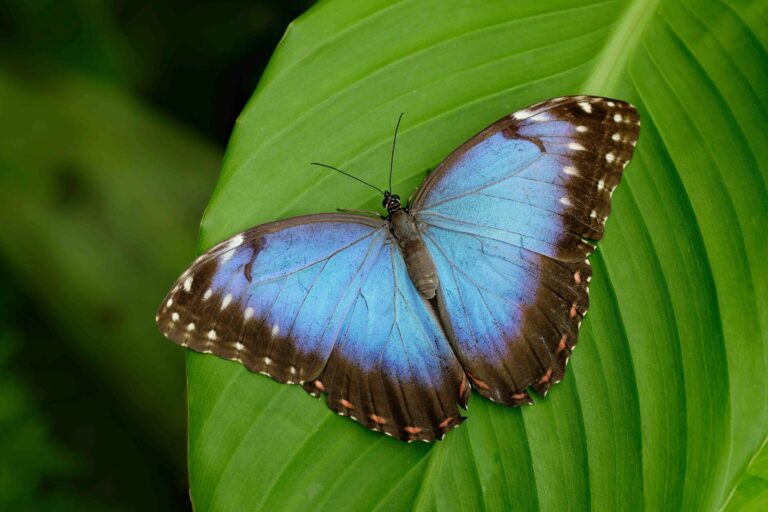 Photo of a Big Butterfly Blue Morpho, Morpho peleides, sitting on green leaves, Peru